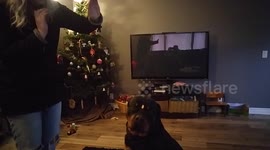 Rottweiler Treat Trickery