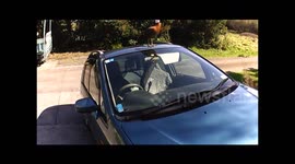Wild Female Paradise Duck poops on our car and then does the splits!