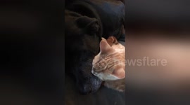 Newsflare Edit - Kitten Christmas Kisses for the dog!