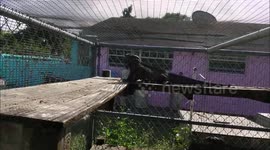 Roscoe the Rhino Iguana Dog
