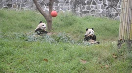 Two baby pandas eating bamboo