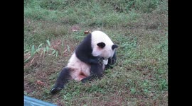 Panda walking around