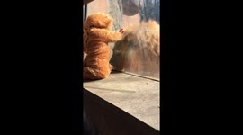 Baby dressed as lion comes face-to-face with real big cat