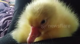 Gosling 'cries' when phone blocks owner's face