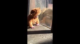 Lion Baby Meets His Namesake - Part 2