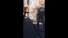 Lion Baby Meets His Namesake - Part 3