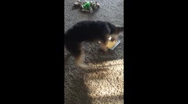 This puppy is an extremely energetic iPad gamer