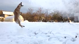 Dog plays with snow in slow motion