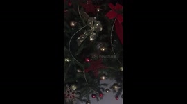 Cat finds shelter in our christmas tree