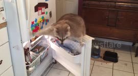 'Mischievous' raccoon gets stuck on freezer door