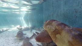 Aquarium has shark and stingray petting area