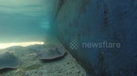 Underwater with the blue spotted ribbontail ray