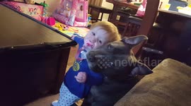 This is how most pitbulls are...