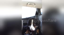 Newsflare Edit - Vocal Dog