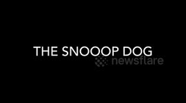 snoop dog the already famous dog just got more useful