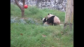 Panda cubs wrestle over bamboo