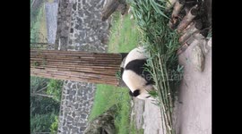 Panda eating bamboo on his back