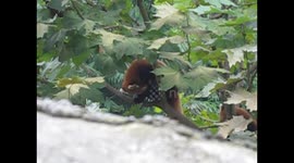 Two red pandas in a tree