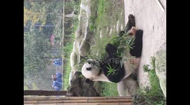 Panda eating bamboo