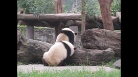Two panda cubs playing together