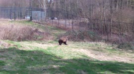 Funny Grizzly Bear does flips and somersaults!