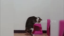 Adorable cat gets nicknamed 'Kangaroo Cat' after losing front paws