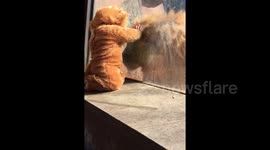 Baby dressed as lion comes face-to-face with real big cat (LONG VERSION)