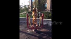 Golden retriever uses an exercise machine