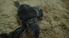 Determined baby turtle crawls towards the sea