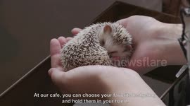 HARRY : The world's first hedgehog cafe in Tokyo