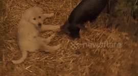 Baby pig and puppy play together