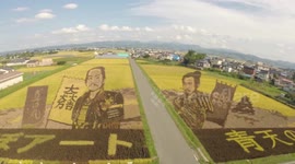 Rice Field Art, too beautiful to eat.