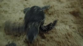 Newsflare Edit - Determined baby turtle crawls towards the sea