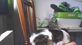 timelapse life from a cat