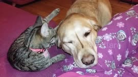 Dog has kitten as own personal ear cleaner