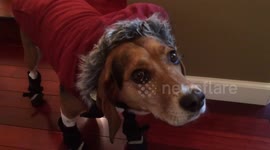 Dog really unimpressed by winter coat and boots