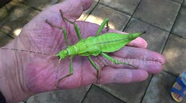 Bizarre leaf insect explores man's hand