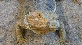 Bearded dragon keeps a close eye on man with camera