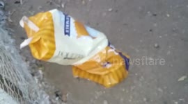 Goose gets head stuck while playing with empty feed bag