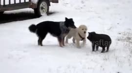 Pet pig plays with dog friends in the snow