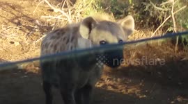 Hyena mum disciplines young pup