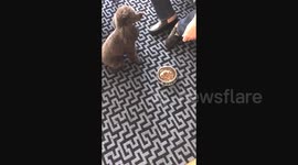 Lazy dog refuses to eat unless he's hand-fed