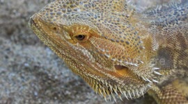 Newsflare Edit - Bearded dragon keeps a close eye on man with camera