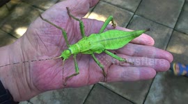 Newsflare Edit - Bizarre leaf insect explores man's hand