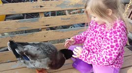 Duck has a cute relationship with little girl