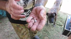 'Birth of a dinosaur': Tiny lizard hatches in Aussie man's hand