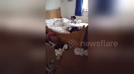 Dog and cat make hilarious mess in owner's bedroom