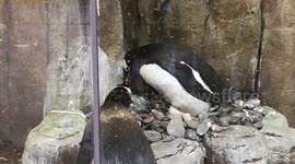 Bad Penguin Lip Reading