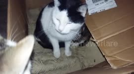My lost kitten come back with her new mother