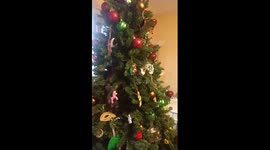 Cat vs.  Mom over Christmas Tree